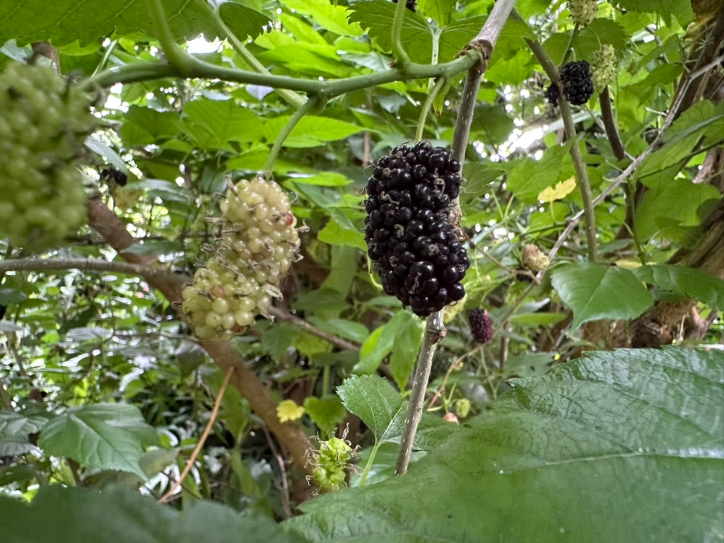 Collection "Fruits de saison"