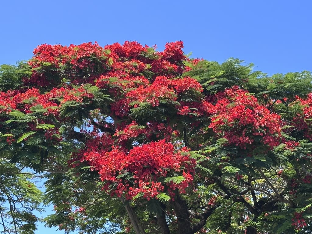Fleurs de Dahlia orange