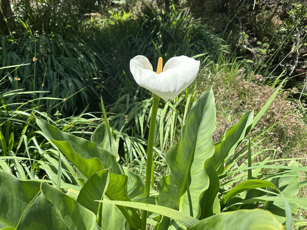 Collection "Forêt luxuriante"