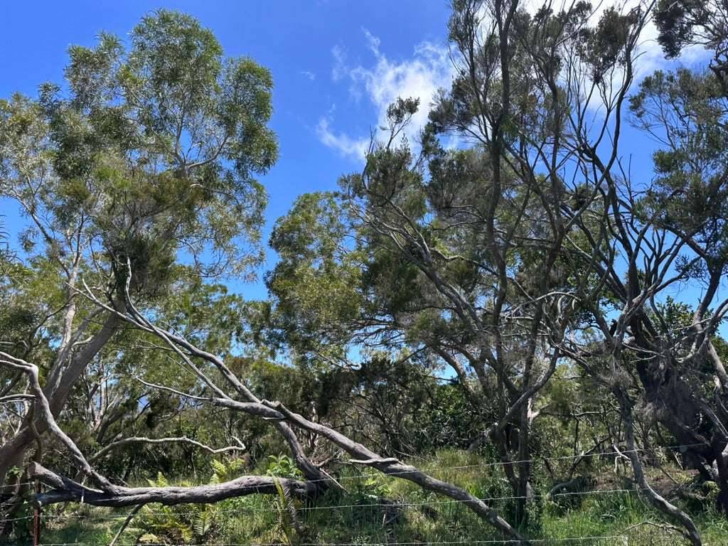 Housse de Coussin "Forêt endémique" - Fabrication artisanale