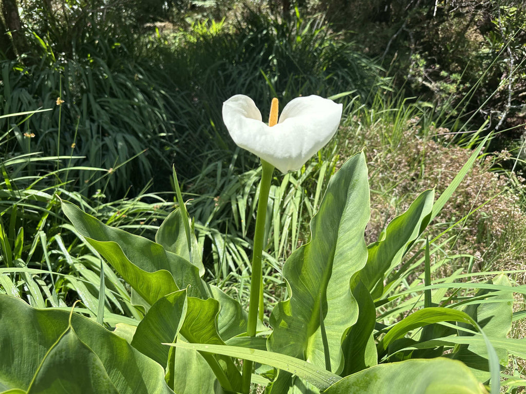 Serviette de plage "Arum"