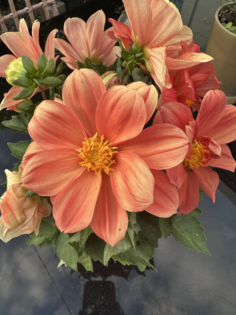 Bouquet de fleur Dahlia orangé éclatant