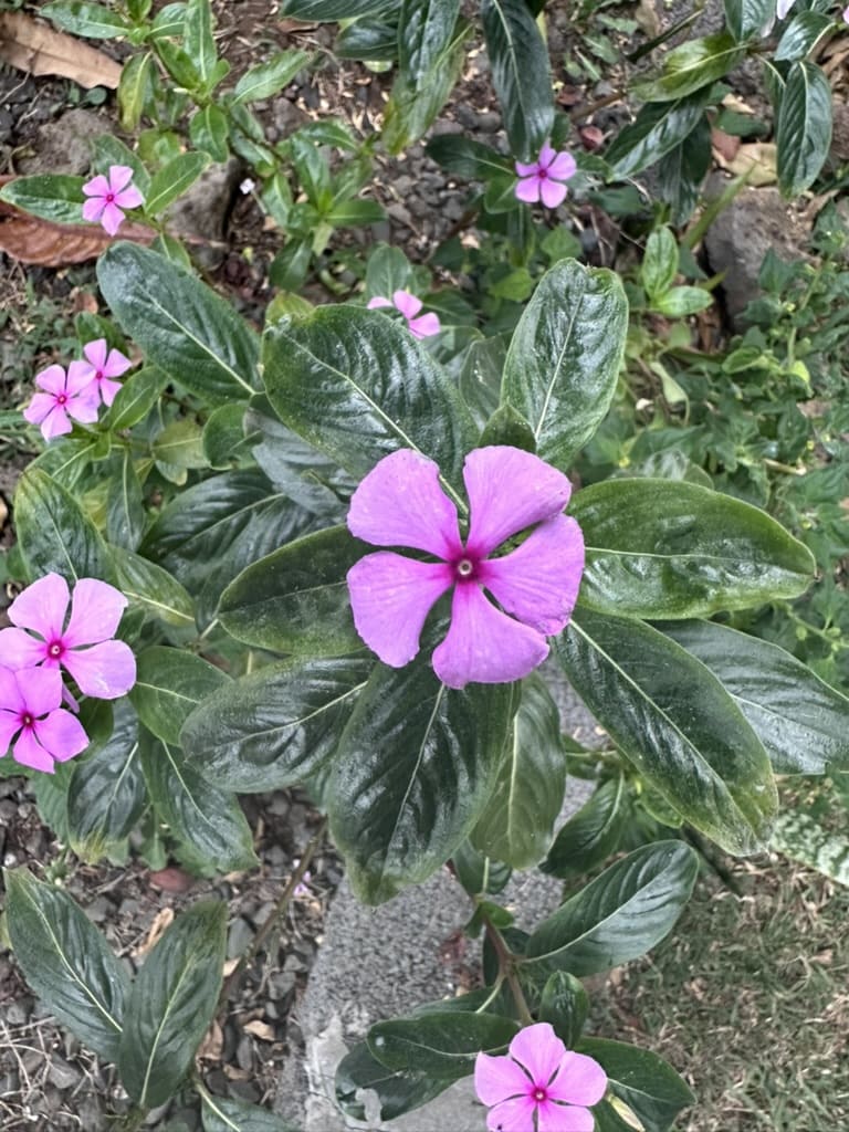 Fleur pervenche de Madagascar rose