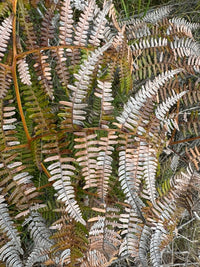 Une fougère des hauts de la Réunion à la couleur blanc cuivrée et verte