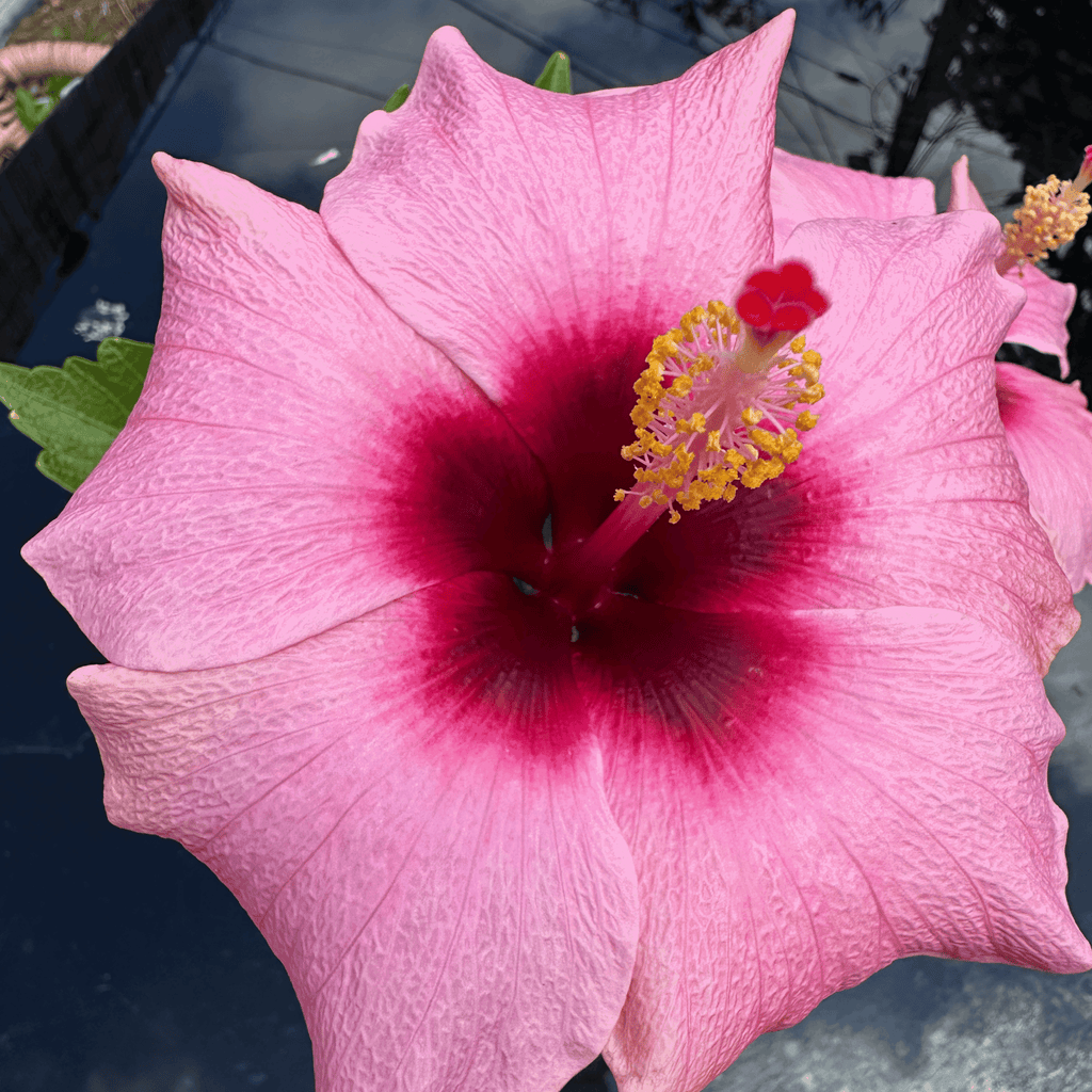 Hibiscus rose