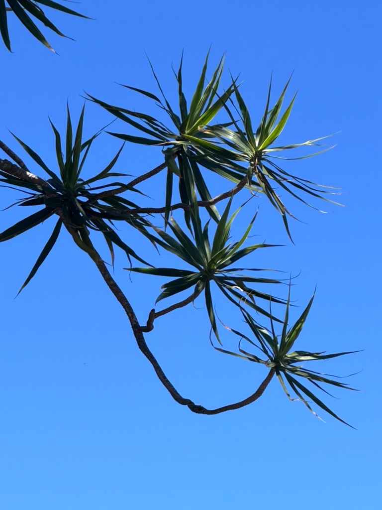 Palmier devant ciel bleu