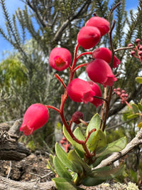Une fleur rouge vif en forme de clochette provenant du sentier des trous blancs à La Réunion