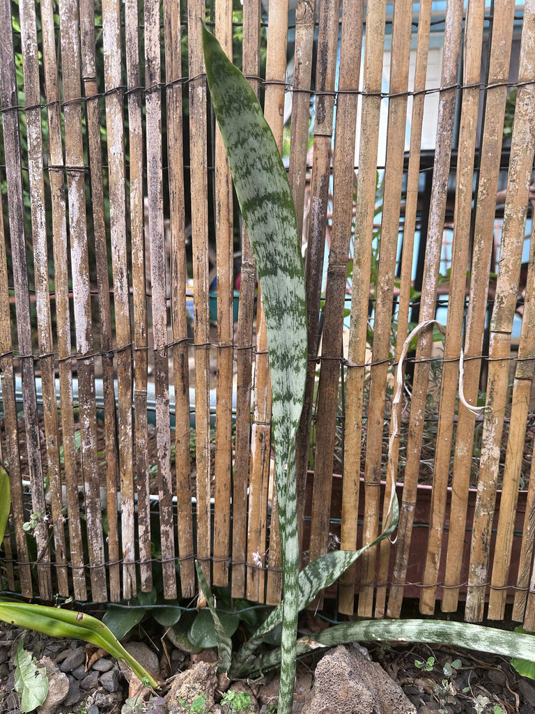 Plante verte "langue de Belle-mère"