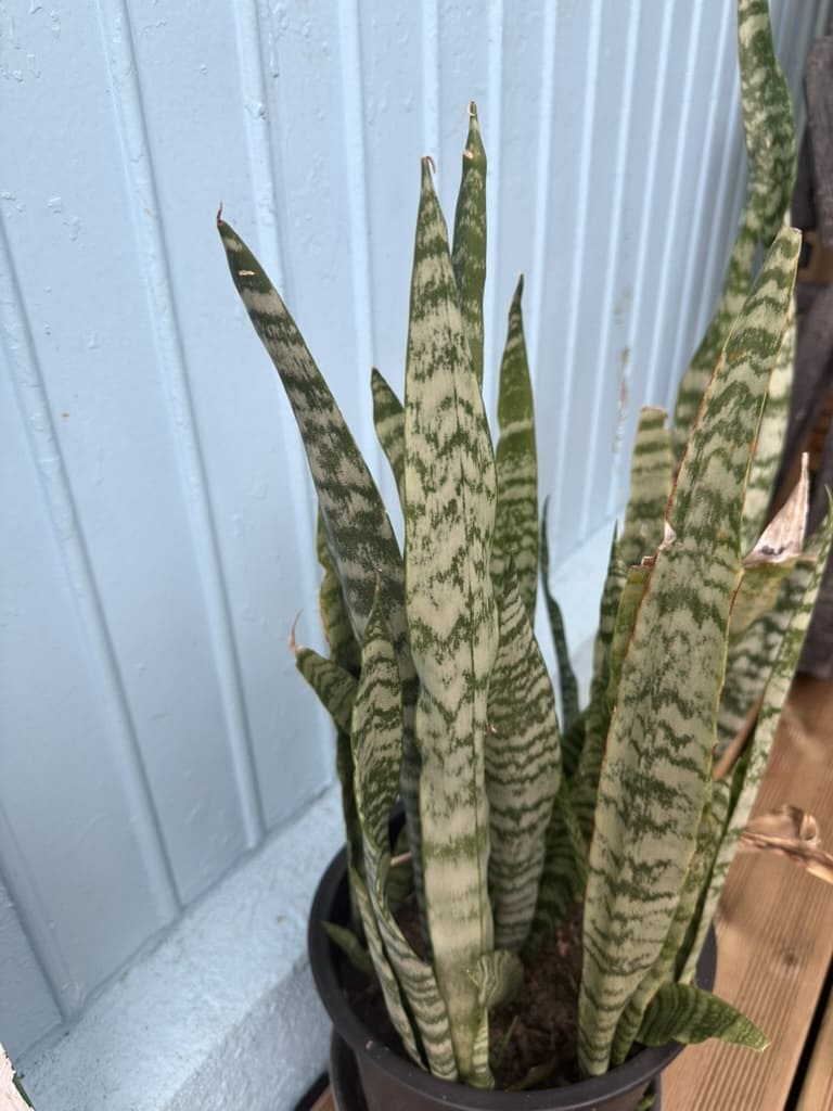 Plante "langue de Belle-mère"