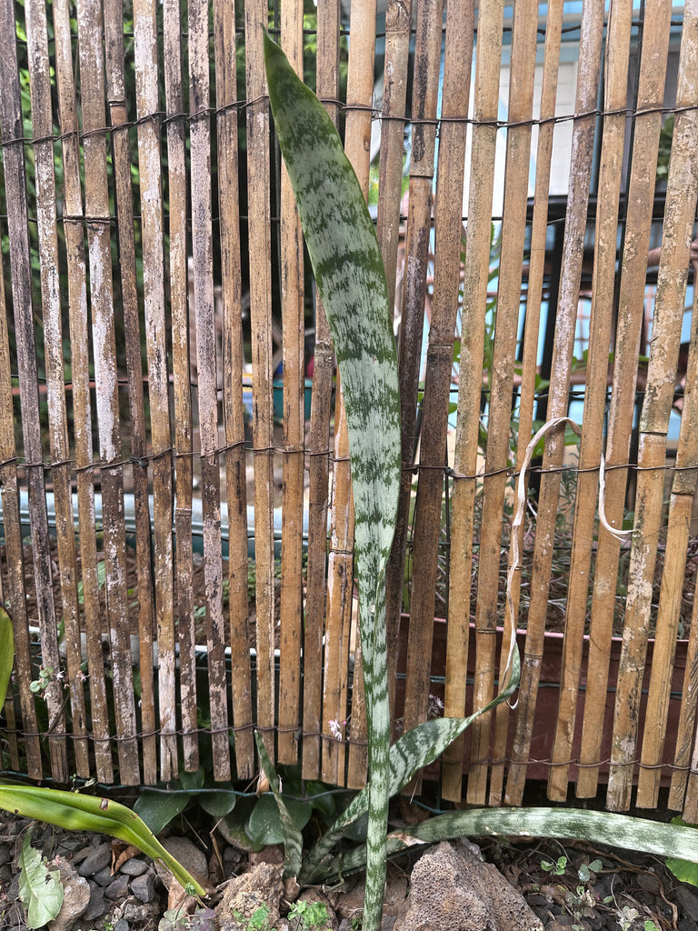 Plante verte "langue de Belle-mère"