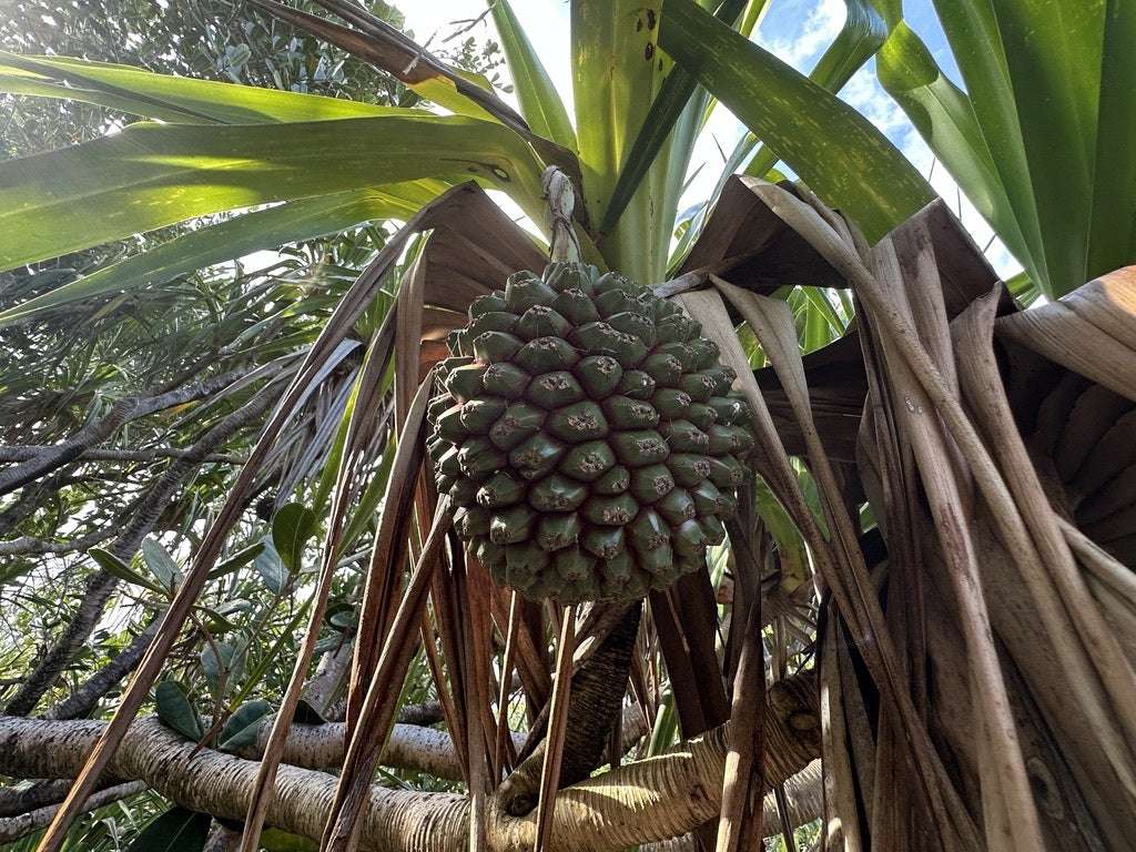 Gobelet en acier inoxydable "Le pimpin" - Design réunionnais